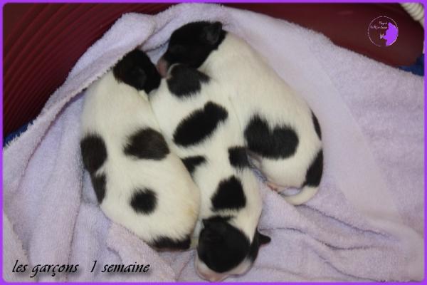 Chiots de dorssett 1 semaine 2