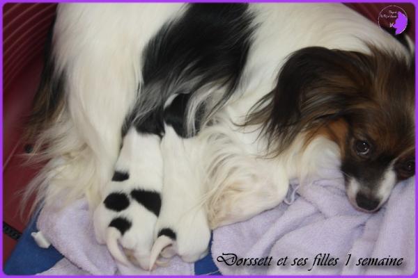 Chiots de dorssett 1 semaine