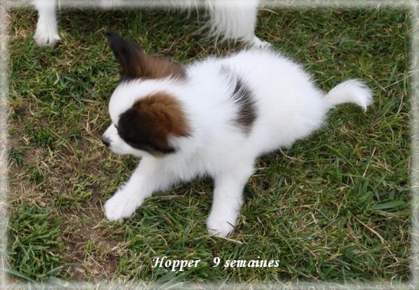 hopper-9-sems-5.jpg