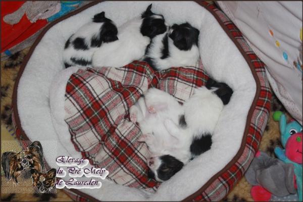 Les chiots a 4 semaines 3