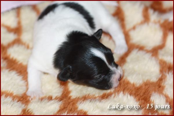 Luka xoxo 15 jours 5