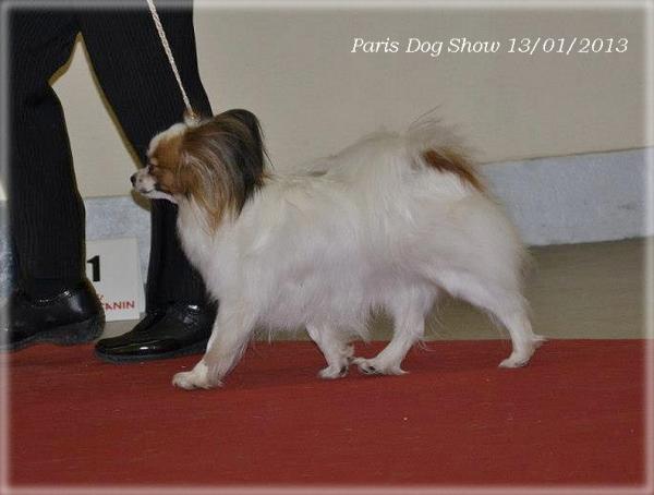 mystix-paris-dog-show-3.jpg