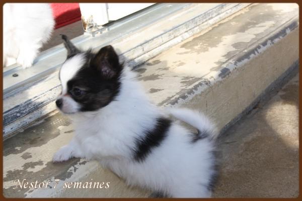 Nestor 7 seuaines 1