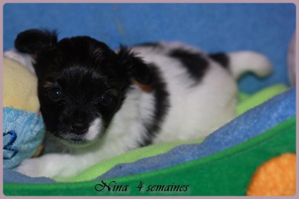Nina 4 semaines 4