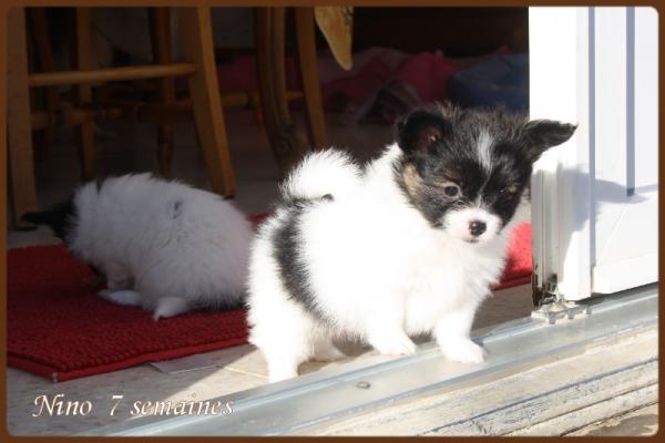 Nino and xoxo 7 semaines 6