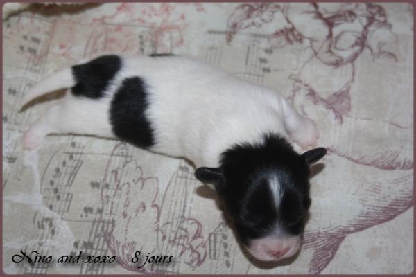 Nino and xoxo 8 jours