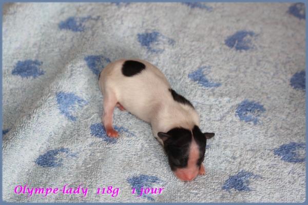 Olympe lady 1 jour 5