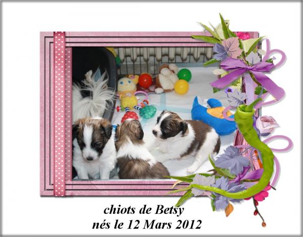 chiots de betsy 4 semaines