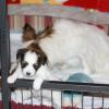 chiots de mystix   4 sms 