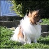 chopin 20-03-2014 1 chopin 20-03-2014 1