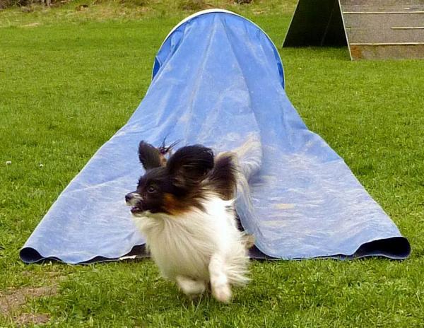 Ella-2011-agility2