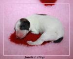 femelle 1  né le08-12-11 011