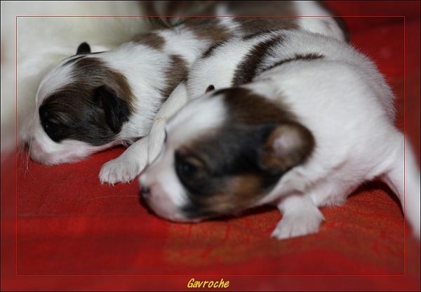 Gavroche et Gazou à 15 jours 02