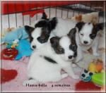 haeva-bella 4 sems 3