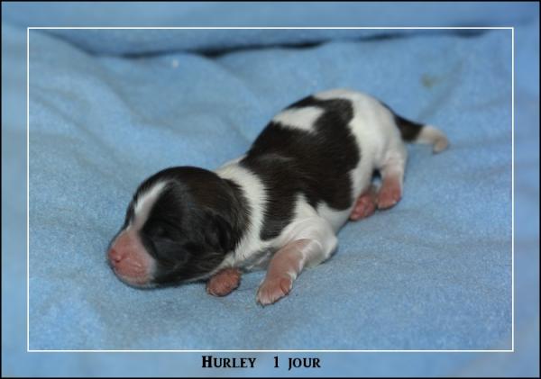 hurley 1 jour 1