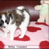 hurley 5 sems 3 hurley 5 sems 3