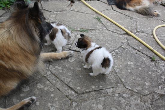 evolution des chiots