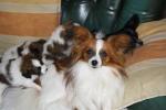 les chiots