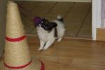 les chiots