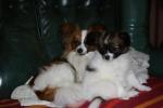 les chiots