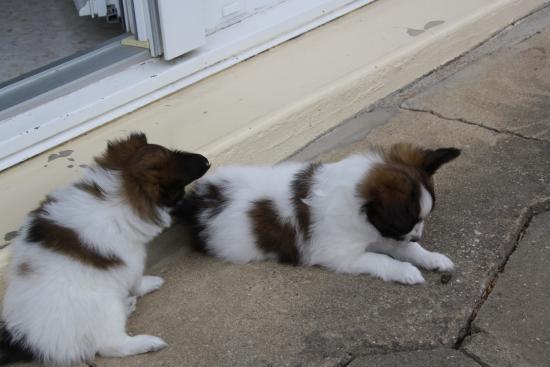 evolution des chiots