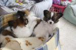 les chiots