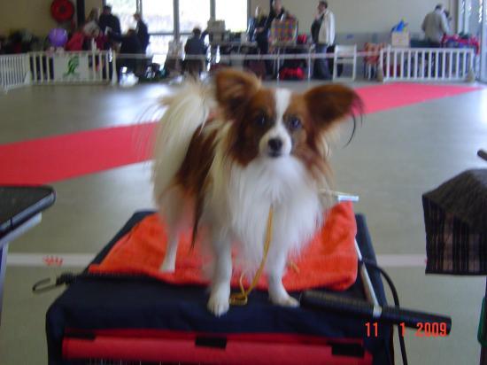 Paris Dog Show 01/09