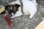 les chiots