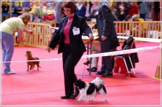 Expo à Amiens spéciale  papillon