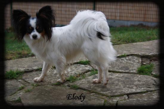 elody