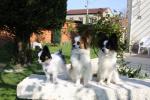 les 3 derniers