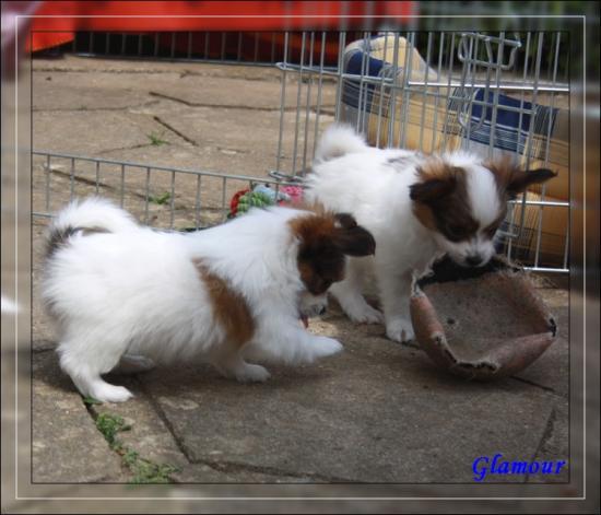 les chiots d'elody