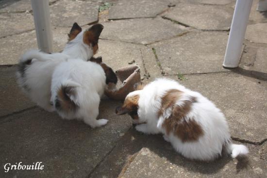 les chiots d'elody