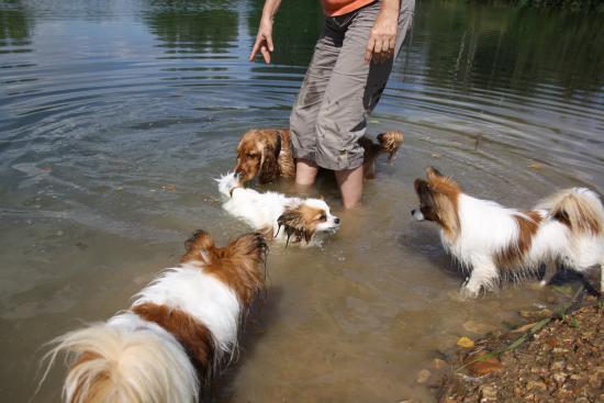 tous les chiens au bain avec Barbara