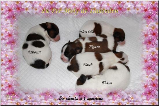 les chiots de mimi