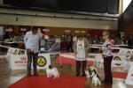 chiens en exposition Amiens 2018