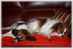 lady et chopin le 06-11-2011