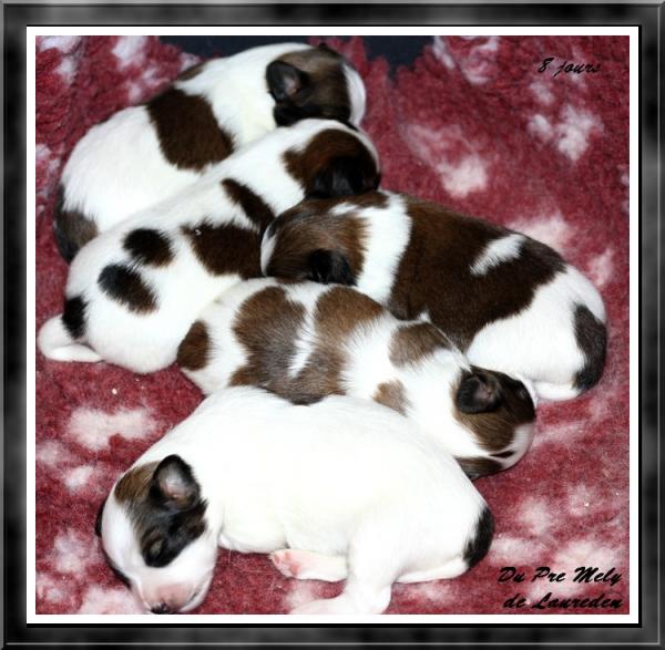 LES CHIOTS DE MIMI 9 J 10