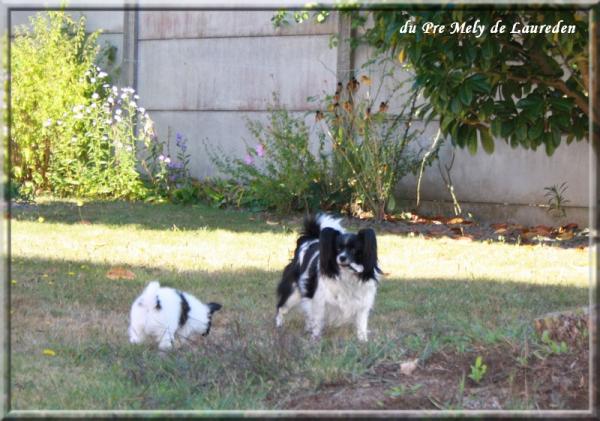 mes chiens sept 2012 6