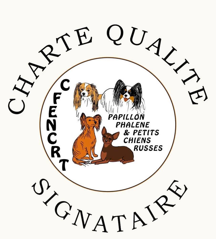 Elevage chiens papillon dans lu0027Eure