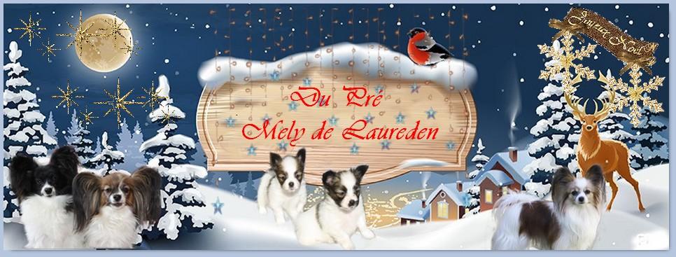 Chiens épagneul nain  papillon du Pre Mely de Laureden