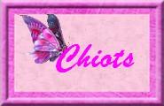 chiots