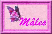 Mâles