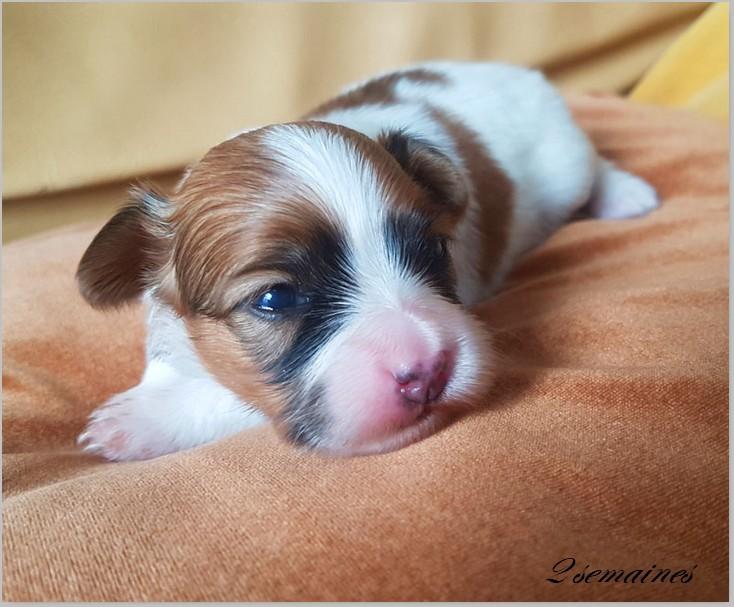 Chiot papillon romane 2 semaines