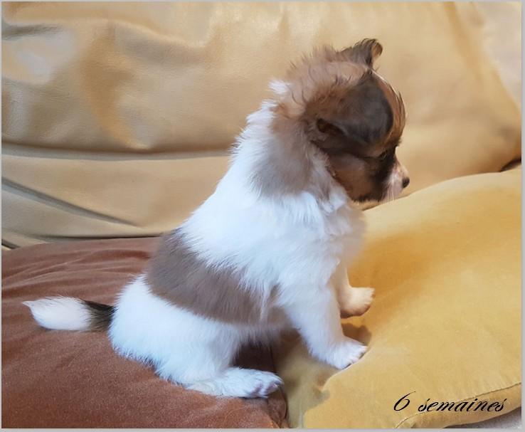 Chiot papillon romane 6 semaies