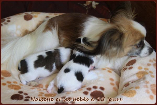 Chiots 15 jours 4