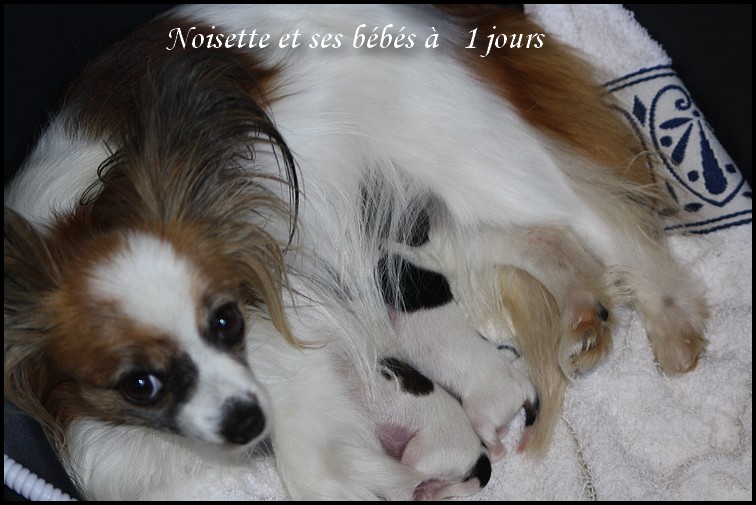 Chiots a 1 jour 1