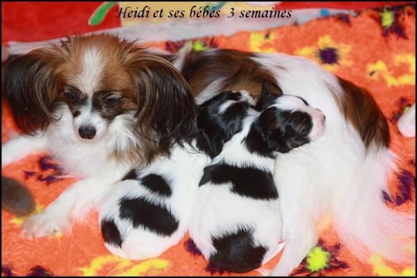 Chiots a 3 semaines