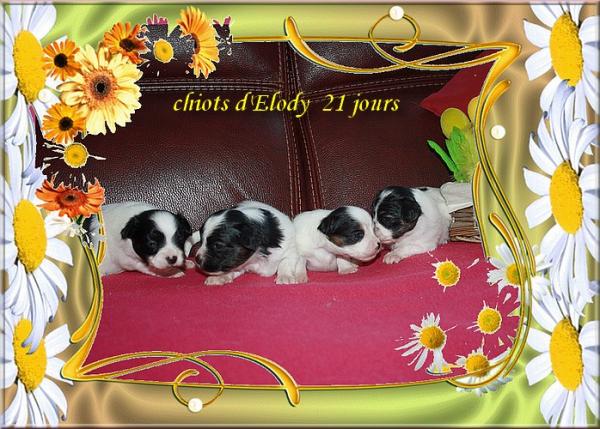 Chiots d elody 21 jours