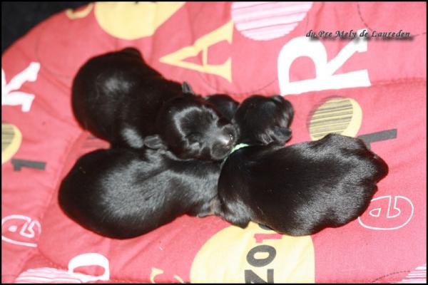 Chiots d irys 8 jours 2